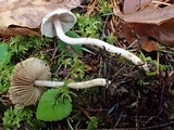 Inocybe griseolilacina image
