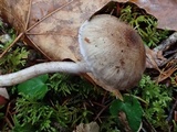Inocybe griseolilacina image