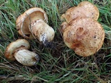 Suillus caerulescens image