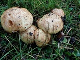 Suillus caerulescens image