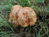 Suillus caerulescens image