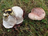 Gomphidius oregonensis image