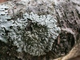 Pyxine subcinerea image
