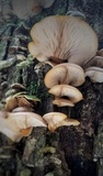 Sarcomyxa serotina image