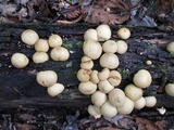 Apioperdon pyriforme image