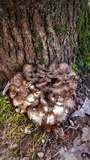 Grifola frondosa image