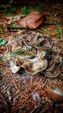 Grifola frondosa image
