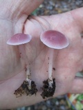 Mycena rosea image