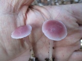 Mycena rosea image