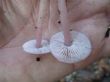 Mycena rosea image