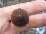 Pluteus thomsonii image