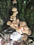 Psathyrella conissans image