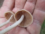 Psathyrella conissans image