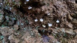 Cyphellostereum pusiolum image