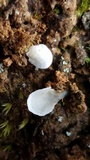 Cyphellostereum pusiolum image
