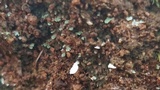 Cyphellostereum pusiolum image