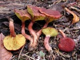 Phylloporus alborufus image