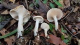 Hydnum zongolicense image