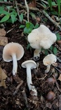 Hydnum zongolicense image