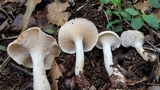 Hydnum zongolicense image