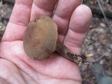 Boletus chrysenteron image