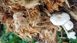 Ripartitella brasiliensis image