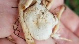 Ripartitella brasiliensis image