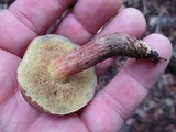 Boletus chrysenteron image