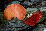 Earliella scabrosa image