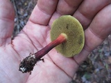 Boletus chrysenteron image