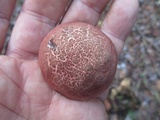 Boletus chrysenteron image