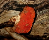 Earliella scabrosa image