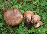 Paxillus involutus image