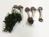 Inocybe lilacina image