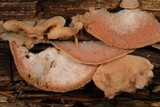 Merulius tremellosus image