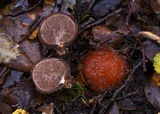 Cortinarius beeverorum image