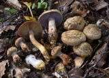 Cortinarius cupreonatus image