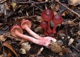 Cortinarius cardinalis image