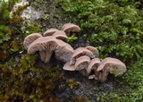 Lentinellus novae-zelandiae image
