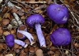 Cortinarius porphyroideus image