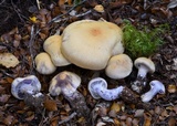 Cortinarius ionomataius image