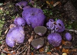 Gallacea scleroderma image