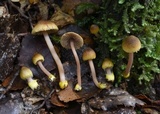 Inocybe luteobulbosa var. volvata image