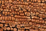 Xylobolus frustulatus image