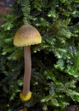 Inocybe luteobulbosa var. volvata image