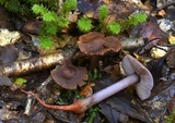 Phaeocollybia ratticauda image