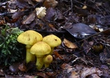 Cortinarius canarius image