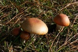 Amanita persicina image