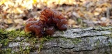 Phaeotremella frondosa image