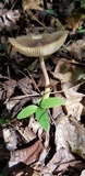 Amanita sect. Vaginatae image